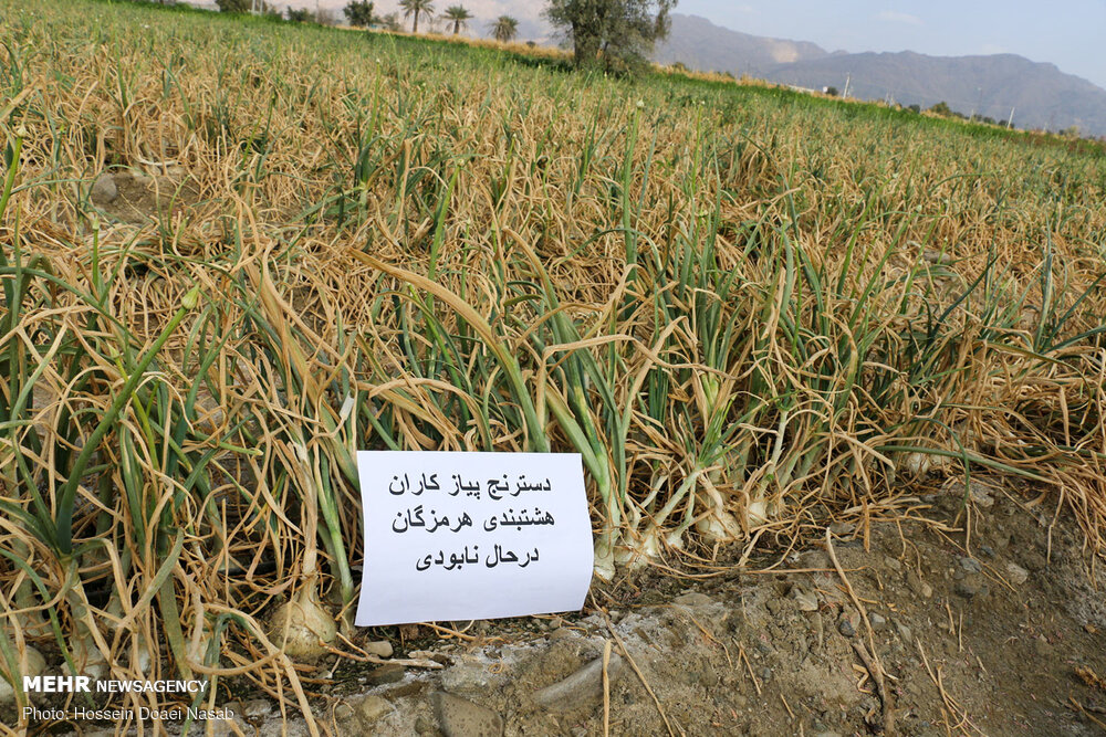 پیاز