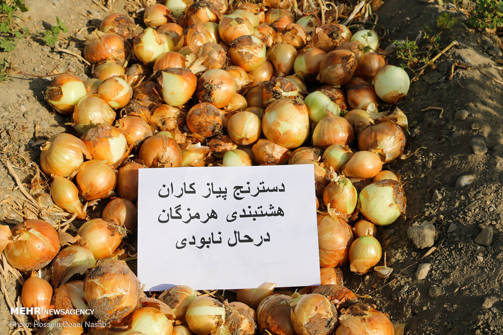 پیاز
