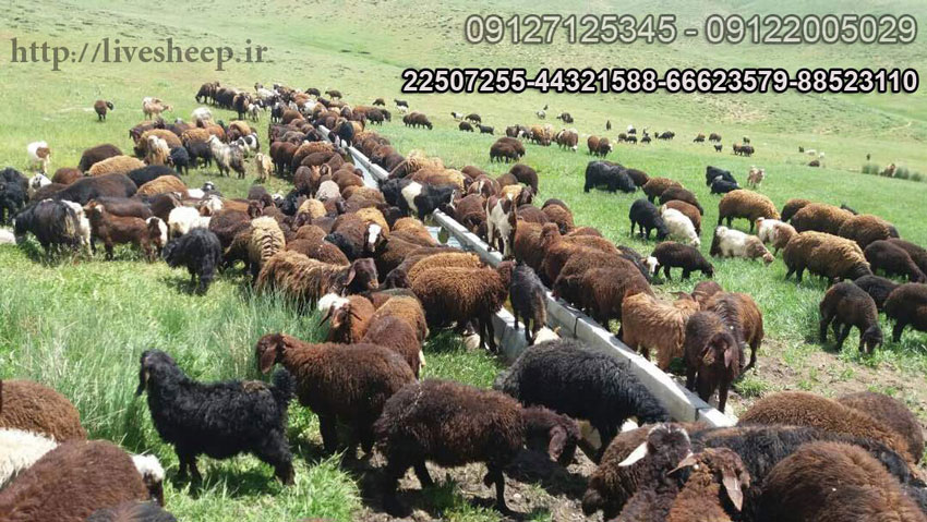 فروش گوسفند زنده در تهران
