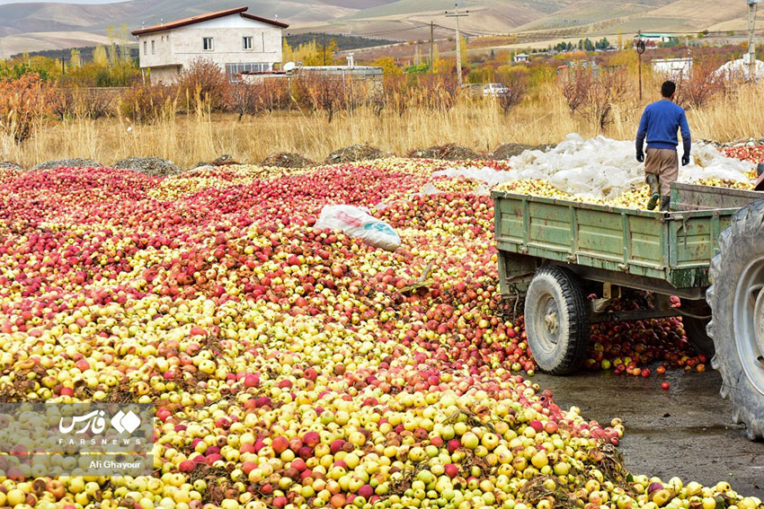 سیبهای بدون مشتری