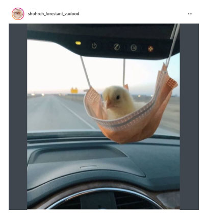 جوجه