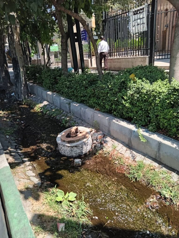 درخت قطع شده