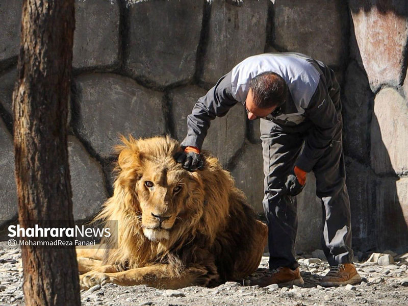 شیر ضعیف باغ وحش مشهد