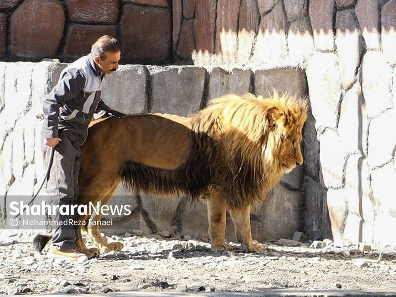 شیر ضعیف باغ وحش وکیل آباد مشهد