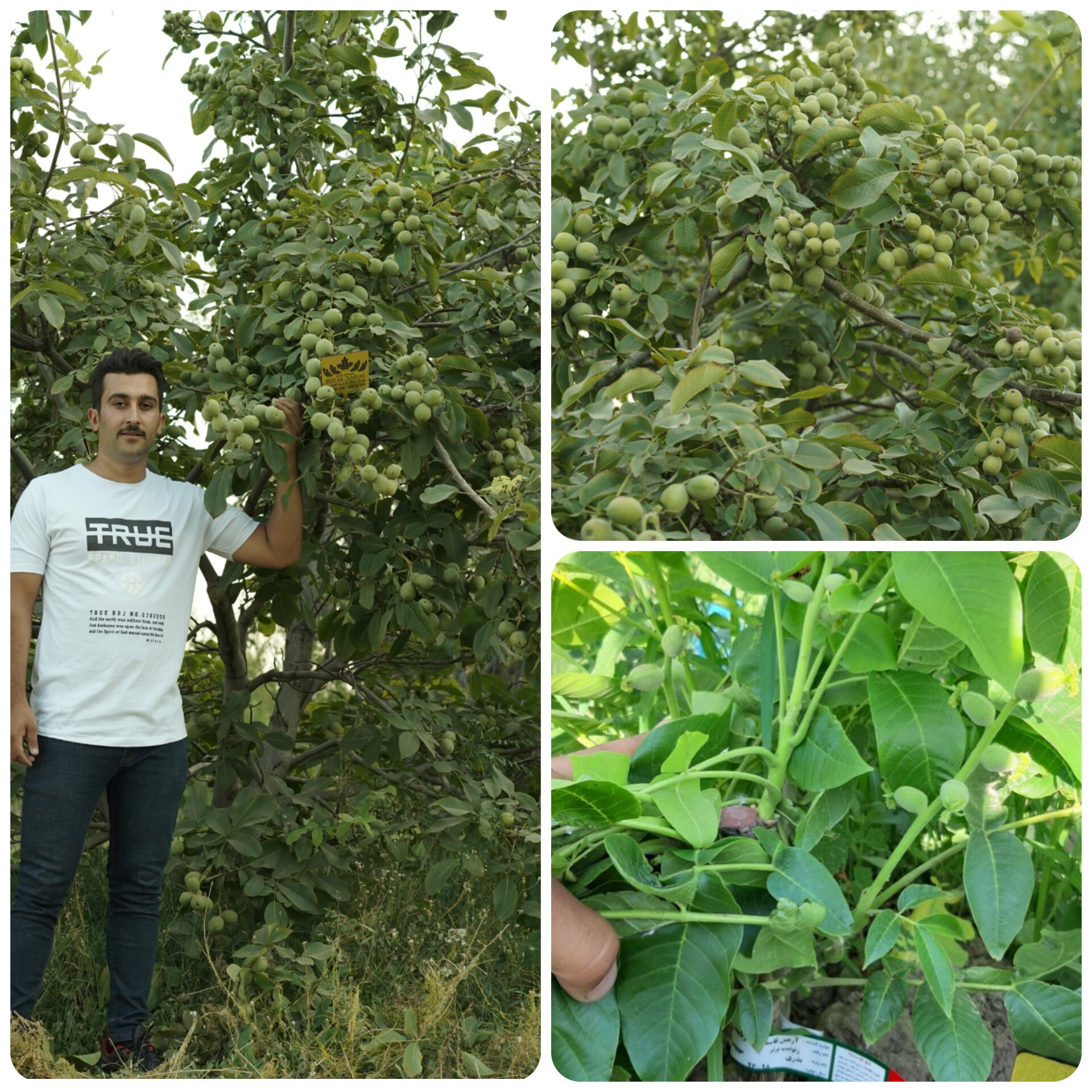 مسیر سبز شما به سوی درآمد میلیاردی با رویال نهال